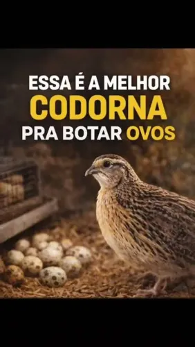 Codornas ponhedeiras adultas