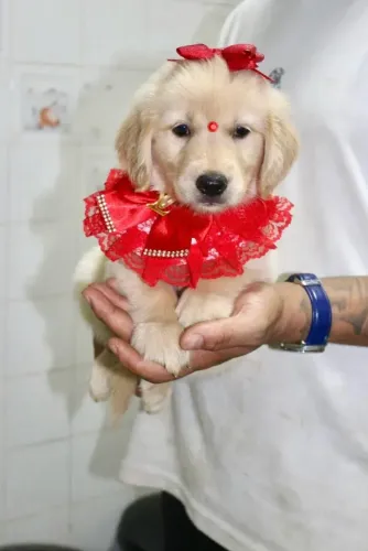 Golden seu parceiro em qualquer fase