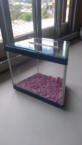 Aquário pequeno para peixe beta