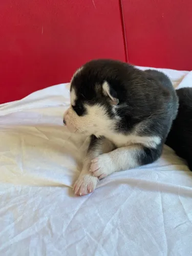 Husky siberiano