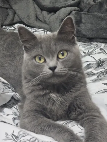 Gata Persa procura namorado Persa