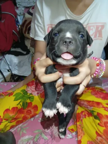 Filhote de Pit Bull à venda, dois lindos filhotes de pitbull um casal ambos pretos