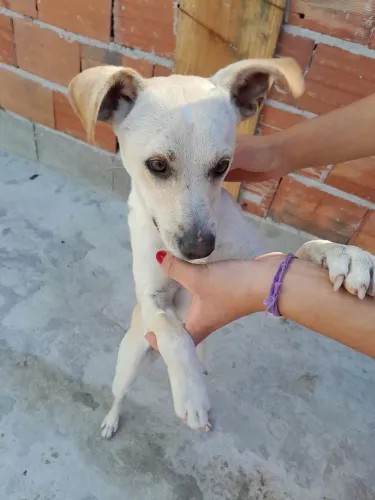 ?Doa-se cachorrinha?