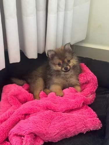 Lulu da pomerania fêmea
