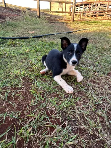 Filhote de Border Collie
