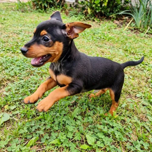 Pinscher com basset filhote