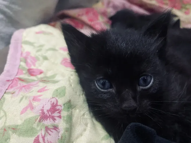 Doação de gatinhos