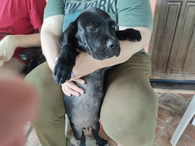 Lindo macho de Cane Corso .