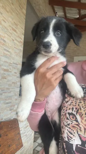 Perfeito para famílias ativas que procuram um cão companheiro e obediente.