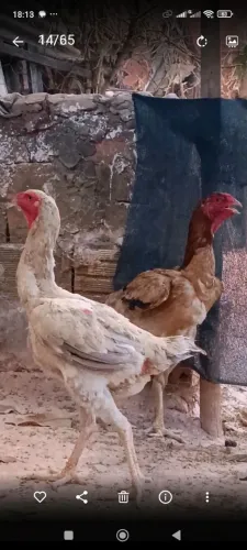 Índio gigante em montes Claros