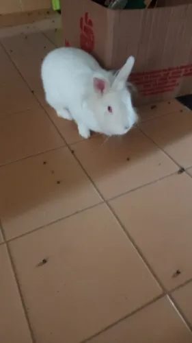 Mini Coelhos