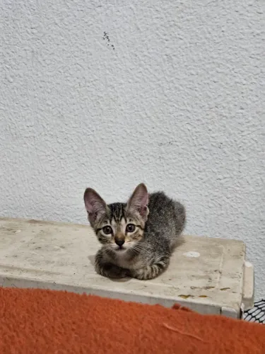 Gatinhos Filhotes precisando de uma família 