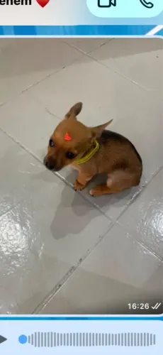 Pinscher