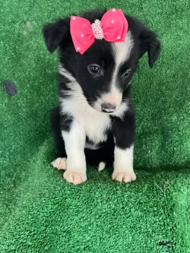 Border Collie Filhote Disponível