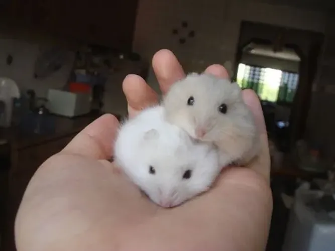 Hamster anão russo para revenda