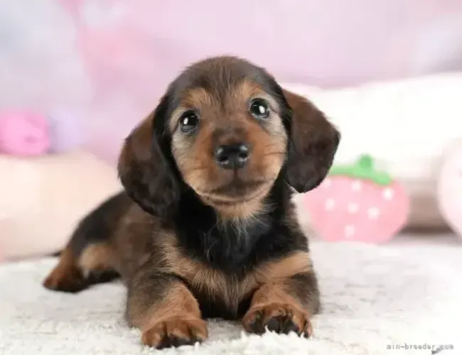Neném dachshund/teckel/basset/salsicha/cofap de linhagem selecionada dócil
