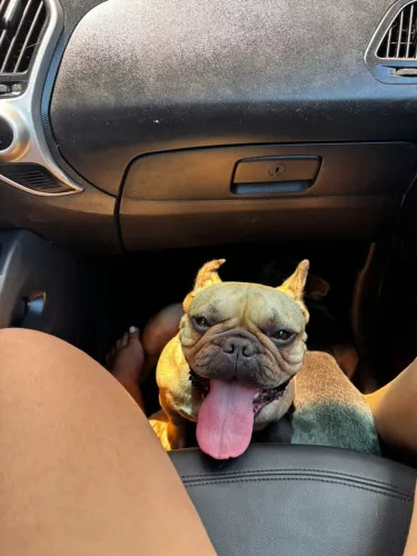 Buldogue francês fêmea