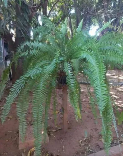 Samambaia Natural linda enorme! Retirar em Sobradinho ENTREGO EM TODO DF