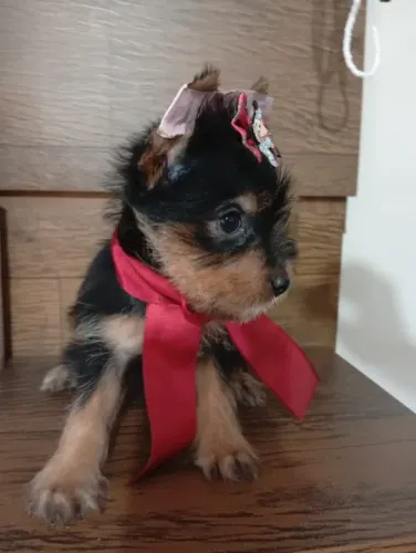 Veja quanta fofura em uma filhote só Yorkshire