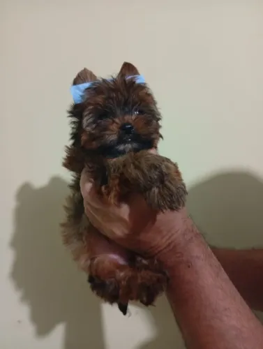 YORKSHIRE Bebês caninos prontos pra te amar