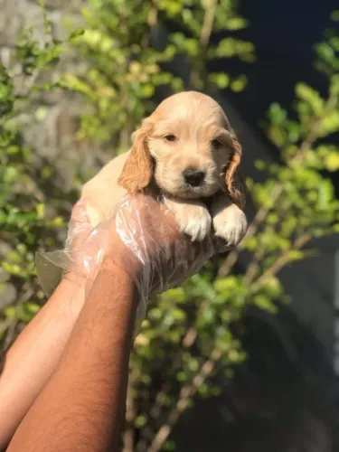 Cocker Spaniel ingles Entregamos no conforto do seu lar