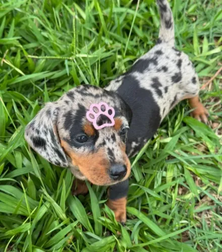 basset teckel com pedigree e assistencia 