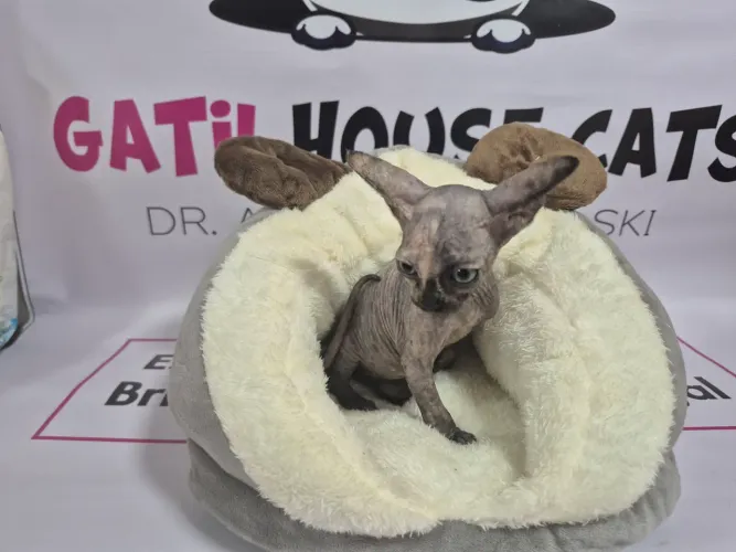 Gatinho Sphynx - Fêmea blue tortie