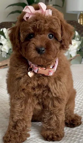 Poodle mini apricot carinhoso e brincalhão