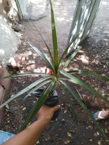 Dracena- de- folha-estreita