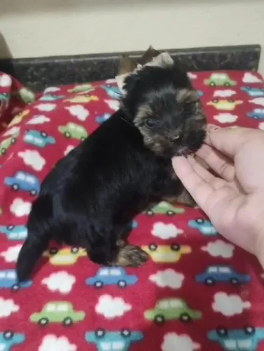 Filhote Yorkshire Terrier, Lindos e Saudáveis Esperando um Novo Lar!