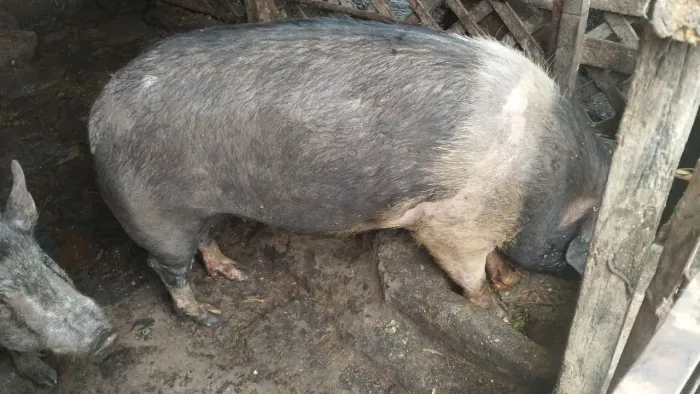 Porco para venda Ou troca em Carretinha