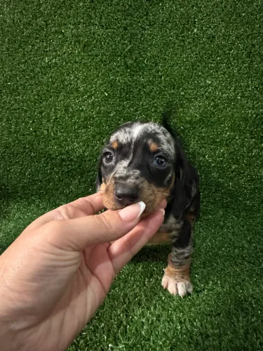 Salsichinha Dachshund Filhote saudável e dócil