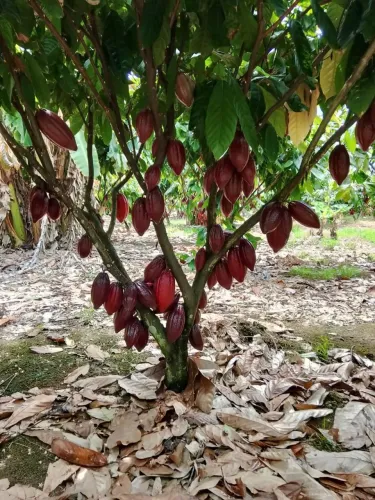 Vendo maravilhosa fazenda produtiva
