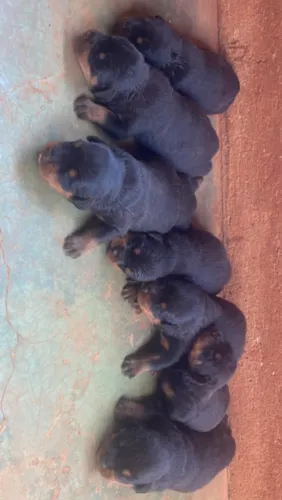 Vendo filhote de Rottweiler
