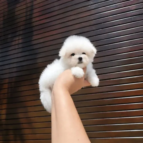 Maltês Micro Legítimos com Pedigree