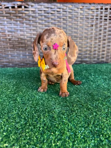 DACHSHUND FÊMEA DISPONÍVEL!!!