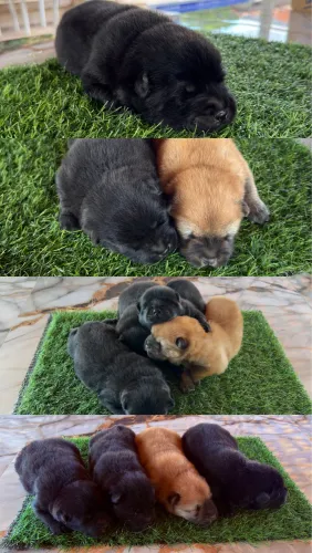 Filhotes de Chow Chow 
