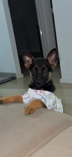 Cachorro pasto alemão 