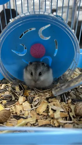 Hamsters filhotes 25 dias