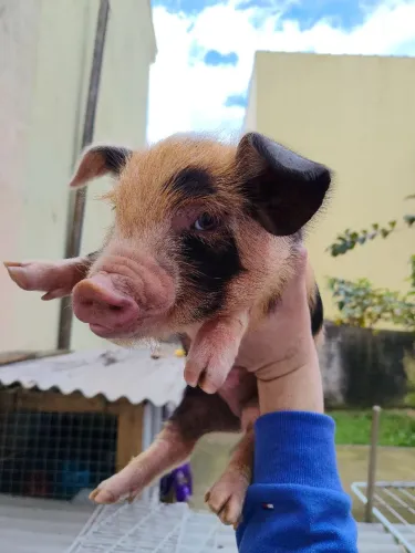Mini pig , mini porco 