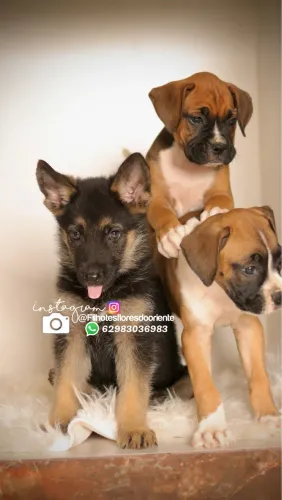 Boxer fêmea ou  pastor alemão  Insta gram @filhotesfloresdooriente 