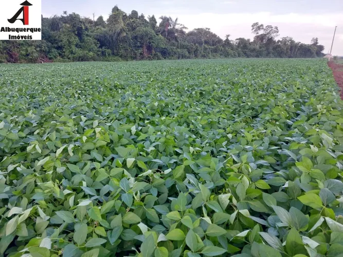 FAZENDA RURAL em BARRA DO CORDA - MA, BARRA DO CORDA