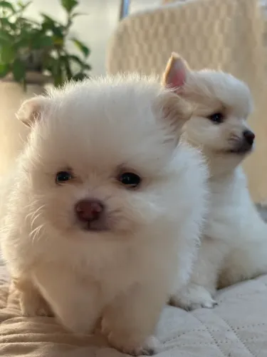 Lulu da pomerania