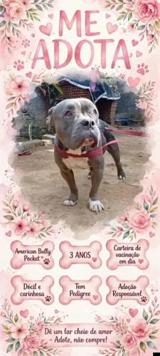 American bully padrão pocket doação