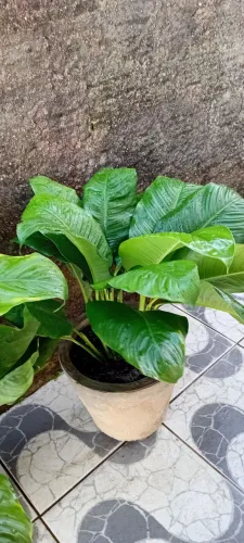 Jardinagem 