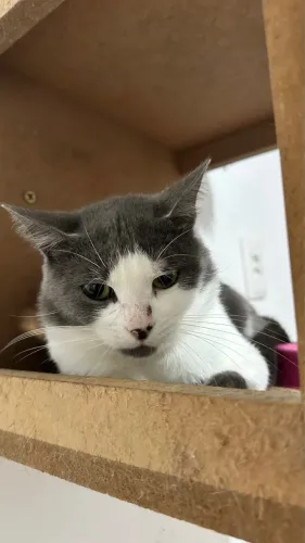 Gato para adoção 