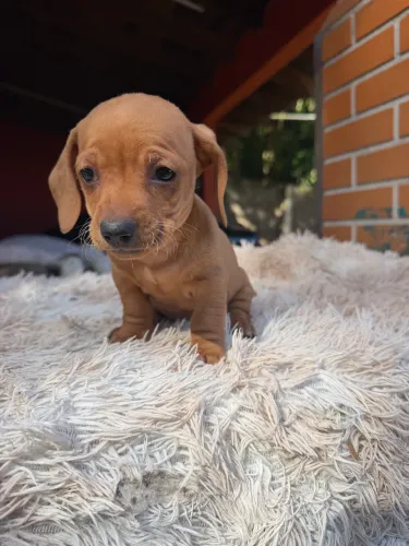 Dachshund macho  10x sem juros
