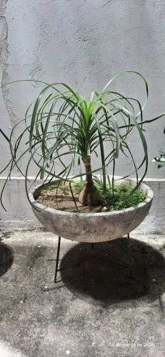 Planta Vaso de Concreto