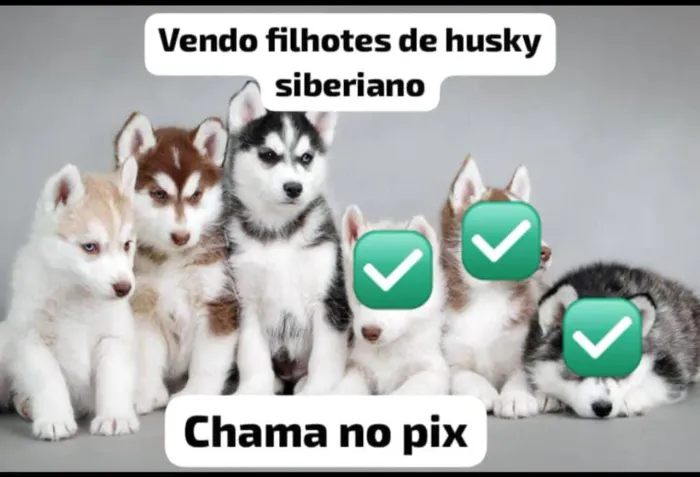 Filhotes de husky siberiano Últimos disponíveis