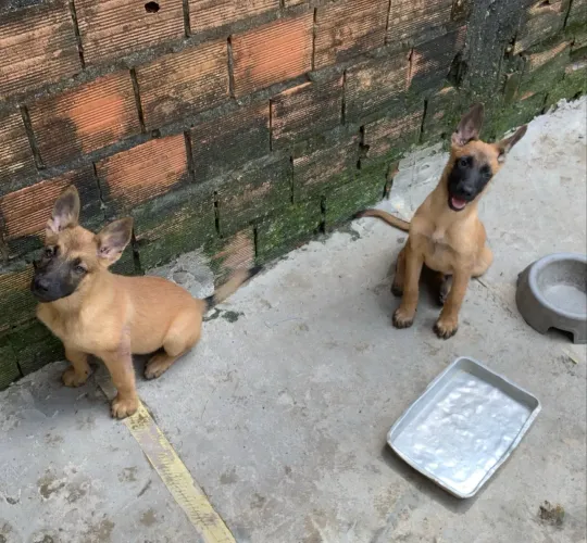 Pastor Belga de Malinois